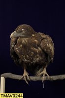 藏品(白尾海鵰)的圖片